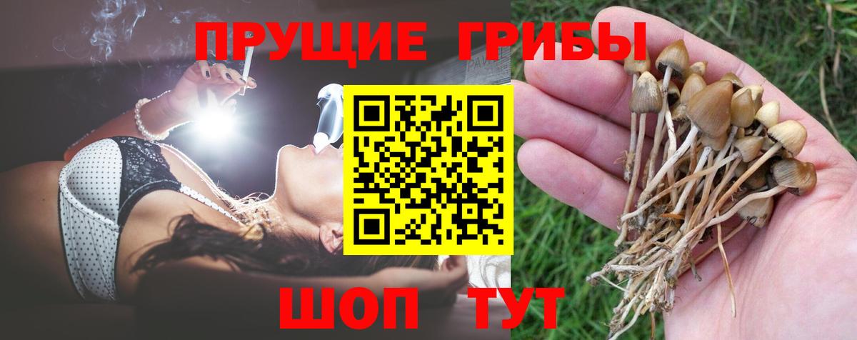 Псилоцибиновые грибы Psilocybine cubensis  Вход с VPN  Череповец 
